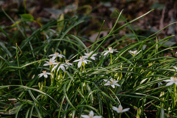 Wall Mural - Ornithogalum flowers (Star of Bethlehem) in their natural habitat. The flower of the Bird's Shoulder (Latin Ornithogalum, Ornithogalum) is a blooming star of Bethlehem in the forest.