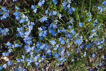 Wall Mural - Blue forget-me-nots flowers in the garden. Forget-me-not flower, or Myositis, or Scorpion grass, blooming in summer on a sunny day. Forget-me-not flowers blooming in the garden, top view.