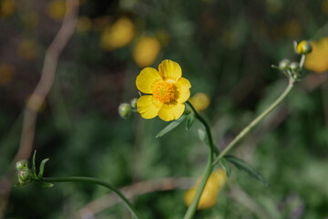 Wall Mural - Creeping buttercup (Latin Ranunculus repens). Close-up of the flowers of the creeping buttercup. Buttercup with yellow flowers in the garden on a background of green grass.