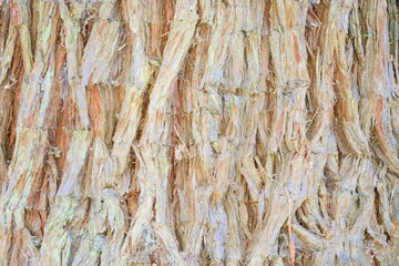 old tree bark texture closeup