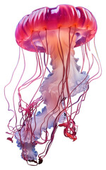 Wall Mural - PNG A jellyfish floating animal invertebrate.