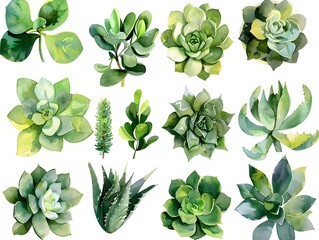 Wall Mural - Artful Watercolor Succulent Leaves in Soothing Green Hues on Pristine White Background