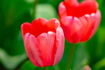 Spring blossom wallpaper. Beautiful Tulips. Red tulip flowers background. Beautiful flower red tulips in sunlight landscape at spring or summer. Amazing spring nature. Tulips flowers in garden.