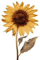 Sticker - PNG Real Pressed sunflower plant inflorescence asteraceae.