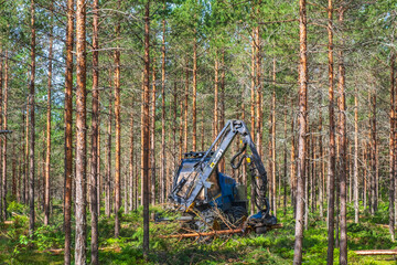 Wall Mural - Thinning with a harvester in a coniferous forest