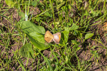 Canvas Print - Small heath butterfly mating on a sunny meadow