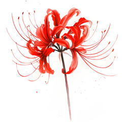 Wall Mural - a close up of a red flower on a white background