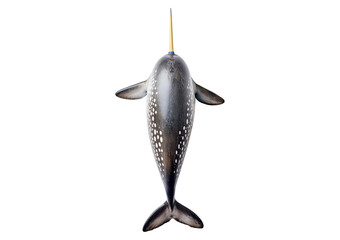 Narwhal, Monodon monoceros isolated on white background