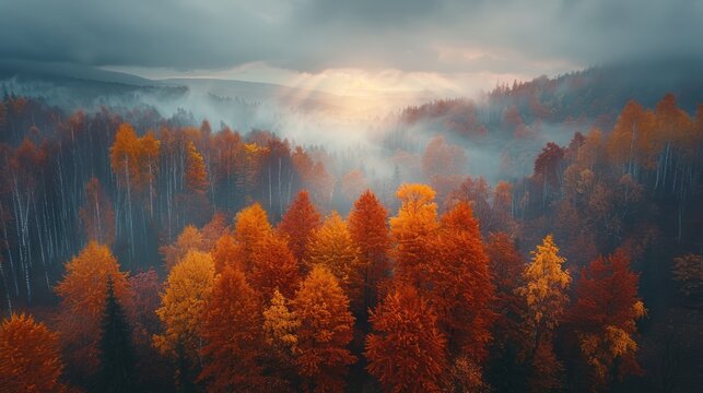 Aerial View of a Foggy Forest with Autumn Colors