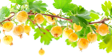 Wall Mural - Close-up of ripe Gooseberries on a tree branch. Vibrant fruits and green leaves convey freshness and healthy living