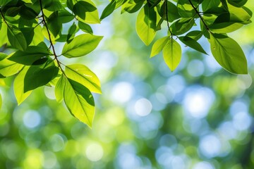 A close-up view of a tree branch with lush green leaves, ideal for nature and outdoor-themed designs