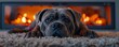© worawut - A large gray Cane Corso dog lies on the carpet in front of an electric fireplace with burning firewood, looking at the camera in the style of a photo