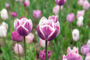 Canvas Print - Beautiful colorful tulips in the garden.