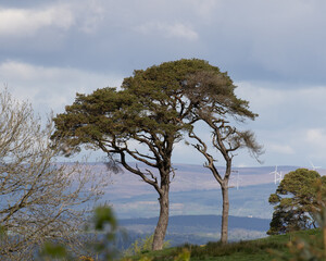 two large trees against a background of cloudy skies and hills