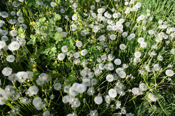 White fluffy dandelions, natural green spring background, selective focus