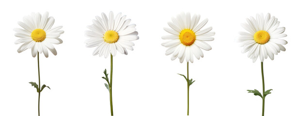 Canvas Print - Daisy Flower png element set on transparent background