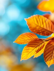 Wall Mural - golden autumn leaves against a blue sky background.