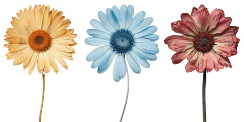 Canvas Print - Dry flower png element set on transparent background