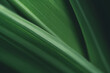 © Fahkamram - Dark green leaf texture, Natural green leaves using as nature background wallpaper or tropical leaf cover page