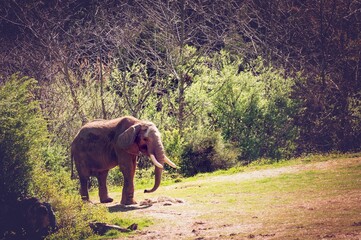 Wall Mural - Elephant walking through a forest clearing on a sunny day