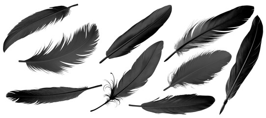 Wall Mural - black bird feather illustration set