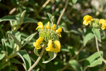 Poster - close-up of flowering Jerusalem Sage Plant (Phlomis fruticosa)