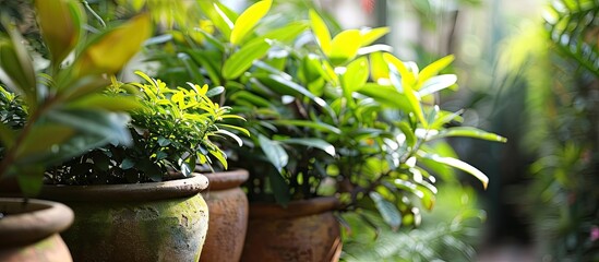 Aufkleber - This is a photo of some potted plants. with copy space image. Place for adding text or design