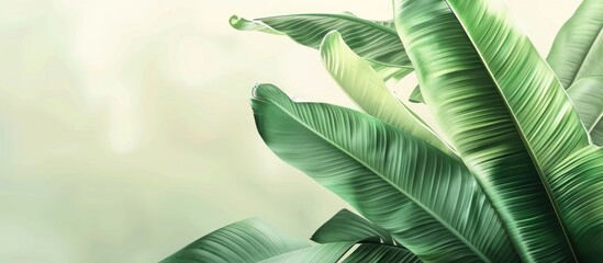 Aufkleber - banana leaf, green leave, green leaf background, abstract background pastel background. with copy space image. Place for adding text or design