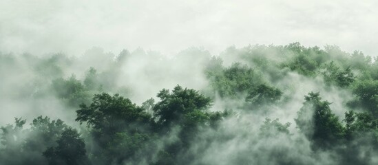Poster - Forest covered in white fog. Copy space image. Place for adding text or design