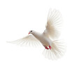 © sinseeho - White dove flying, symbol of freedom and peace. Isolated on transparent background.