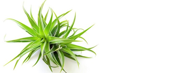 Fototapete - Tillandsia isolated on white background.Tillandsia are careless and low maintenance ornamental plants that required no soil, only plenty of water, sunlight and good airflow. Fresh green Tillandsia