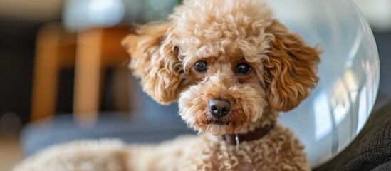 Wall Mural - Sad poodle dog wearing protective cone collar on her neck. with copy space image. Place for adding text or design