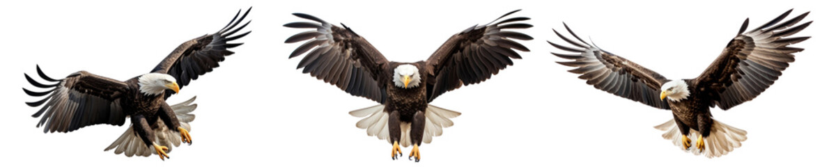 Poster - Eagle flying bird animal set