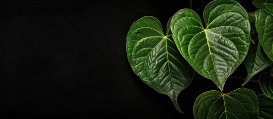 Aufkleber - Leaves of Anthurium Clarinervium on black background. with copy space image. Place for adding text or design