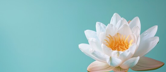Aufkleber - Close up blooming white water lily flower Isolated on pastel background. with copy space image. Place for adding text or design