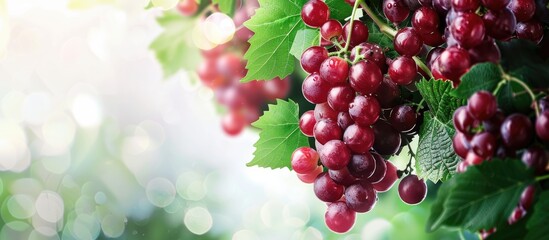 Poster - Grape tree Delicious healthy fruits from home garden. Copy space image. Place for adding text or design