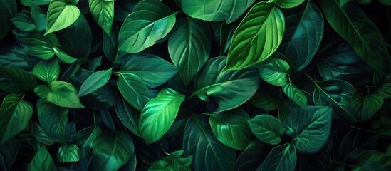 Aufkleber - closeup nature view of green leaf in garden, dark wallpaper concept, nature background, tropical leaf. with copy space image. Place for adding text or design