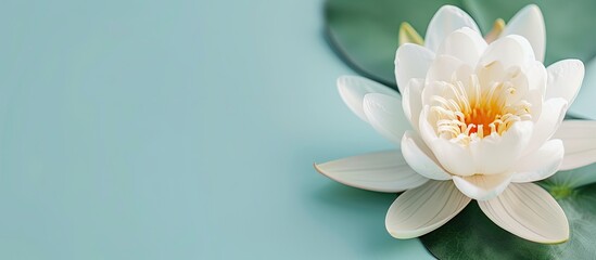 Aufkleber - Close up blooming white water lily flower Isolated on pastel background. with copy space image. Place for adding text or design