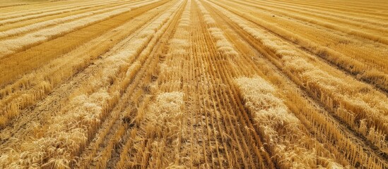 Leinwandbilder - aerial view of wheat fields harvest. with copy space image. Place for adding text or design