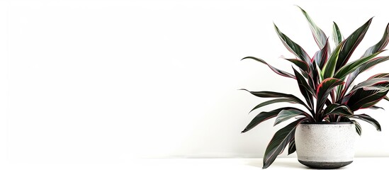 Aufkleber - Picture of houseplant Rhoeo discolor in pot isolated on white background. with copy space image. Place for adding text or design