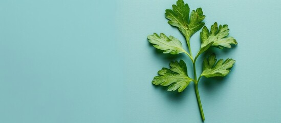 Wall Mural - Parsley leaf Isolated on pastel background Isolated. with copy space image. Place for adding text or design