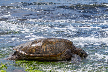 Wall Mural - Green sea turtle eating seaweed on the reef / beachrocks, Chelonia mydas, green turtle, black (sea) turtle or Pacific green turtle, Laniakea Beach，Oahu's North Shore, Honolulu, Hawaii