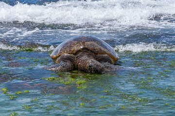 Wall Mural - Green sea turtle eating seaweed on the reef / beachrocks, Chelonia mydas, green turtle, black (sea) turtle or Pacific green turtle, Laniakea Beach，Oahu's North Shore, Honolulu, Hawaii
