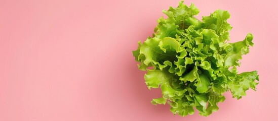 Aufkleber - leaf fresh lettuce Isolated on pastel background Lettuce. with copy space image. Place for adding text or design
