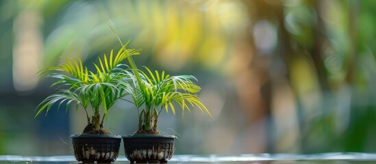 Poster - Green coconut bonsai in fresh organic plastic pots. with copy space image. Place for adding text or design