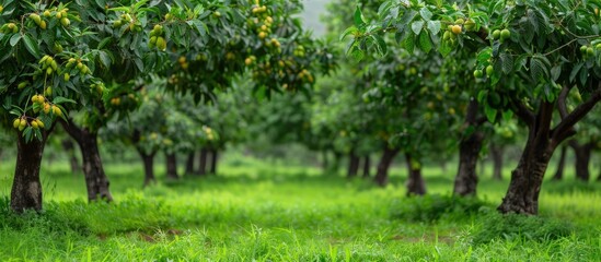 Poster - Mango Farm Green Mango Farm. Copy space image. Place for adding text or design