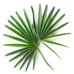 Canvas Print - High-resolution photo of saw palmetto supplement isolated on white background