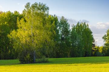 Wall Mural - green trees with deep shadows over grass. rural russian landscape