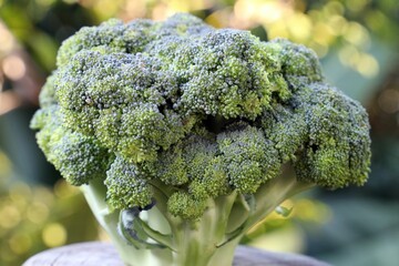 Close-up of fresh broccoli with a blurred natural background