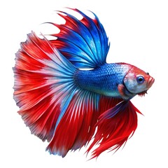 Wall Mural - One fighting fish in a transparent background of various colors.